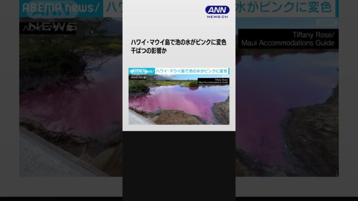 #shorts ハワイ・マウイ島で池がピンク色に変色　干ばつの影響か