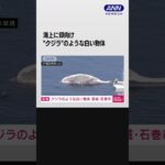 海上に仰向けの“クジラ”　宮城・石巻市 #shorts