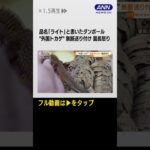 #shorts  トカゲ無断“送り付け”園長怒り　品名「ライト」と書いたダンボール…体は冷え切り