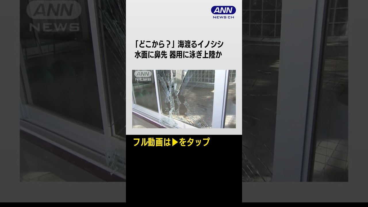 #shorts 「どこから?」海渡るイノシシ…水面に鼻先 器用に泳ぎ上陸か