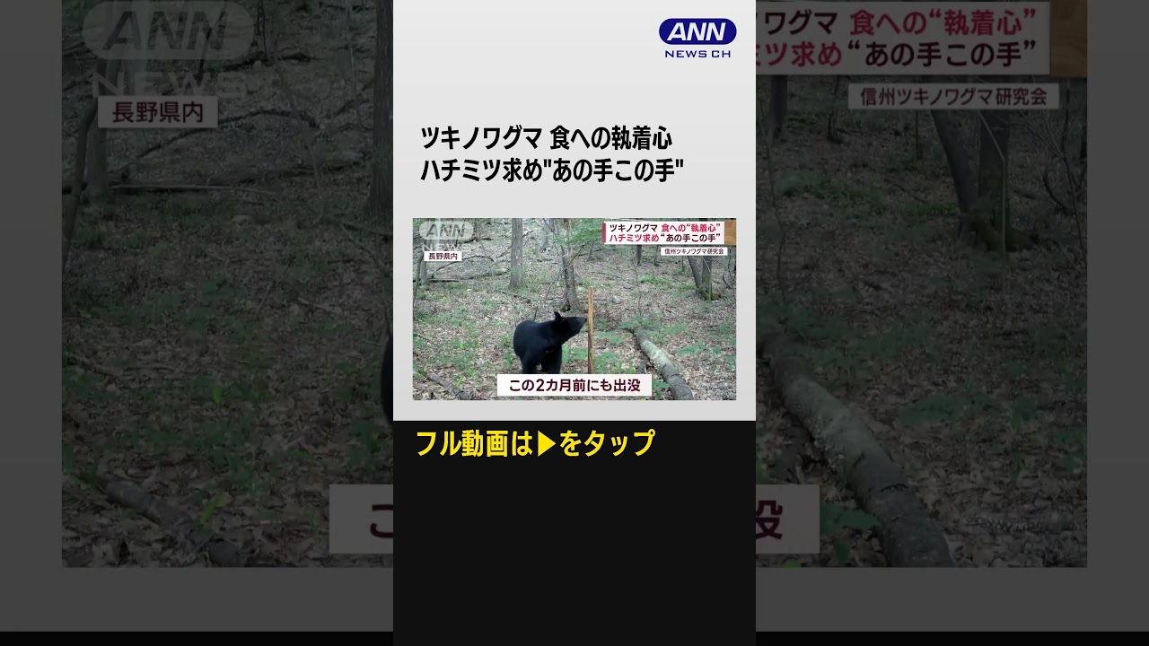 #shorts  クマvsスズメバチ　強い執着心“一心不乱”巣の幼虫を狙う姿