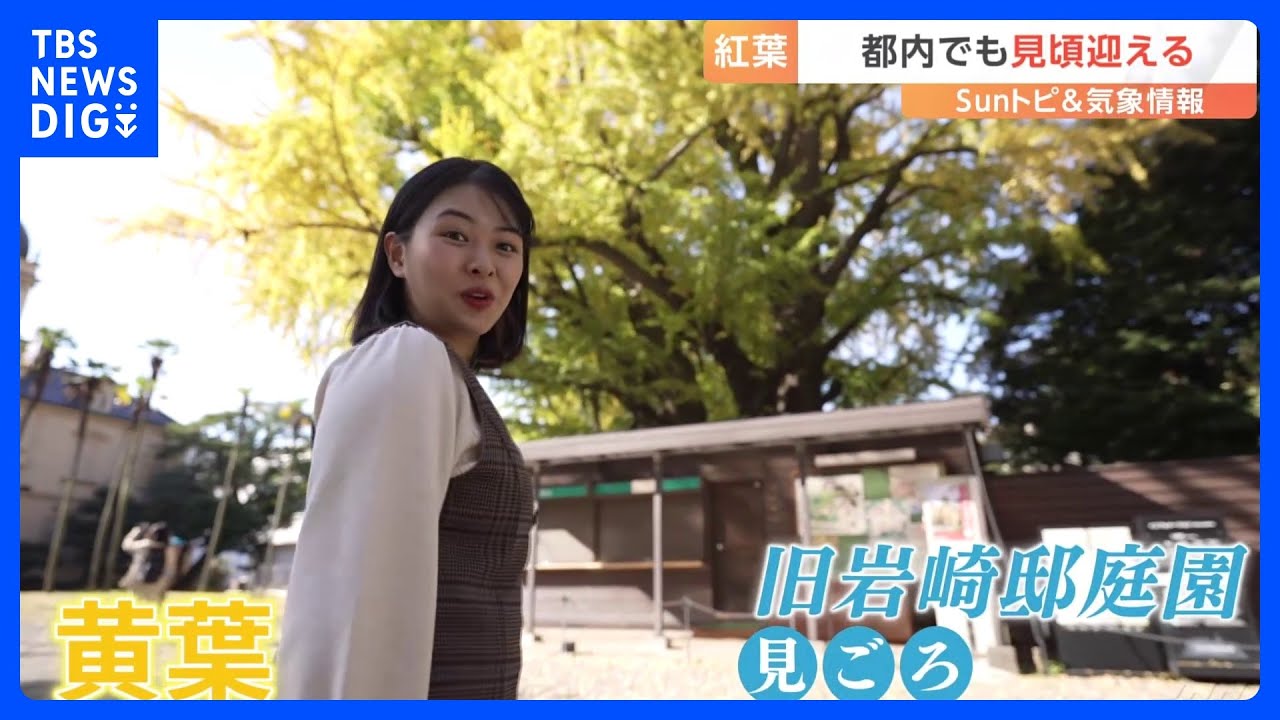 都内もようやく紅葉だぁ！【SUNトピ】｜TBS&nbsp;NEWS&nbsp;DIG