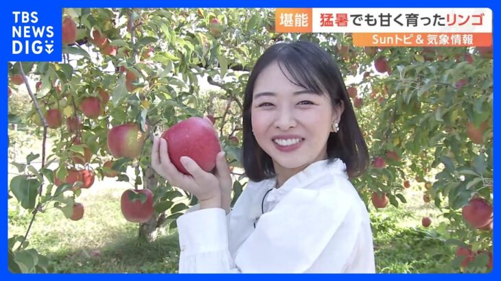 「甘～いリンゴを堪能！」【SUNトピ】｜TBS NEWS DIG