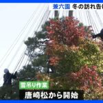 兼六園　冬の訪れ告げる「雪吊り」作業始まる｜TBS NEWS DIG