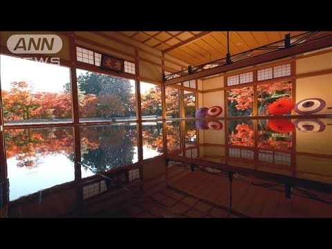 気温上昇　今だけ！秋の絶景「紅葉×冬桜」と“床もみじ”(2023年11月28日)