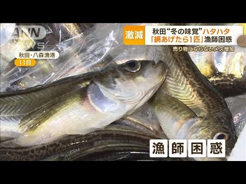 漁師困惑「網あげたら1匹」秋田“冬の味覚”ハタハタ激減…売り物にならないメス増加(2023年12月14日)