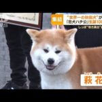 “世界一の秋田犬”も決定…「忠犬ハチ公」生誕100周年　秋田犬が渋谷を散歩パレード(2023年12月4日)