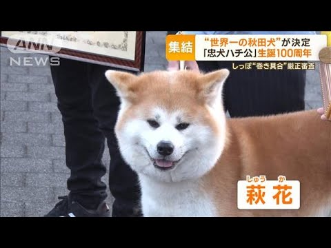 “世界一の秋田犬”も決定…「忠犬ハチ公」生誕100周年　秋田犬が渋谷を散歩パレード(2023年12月4日)