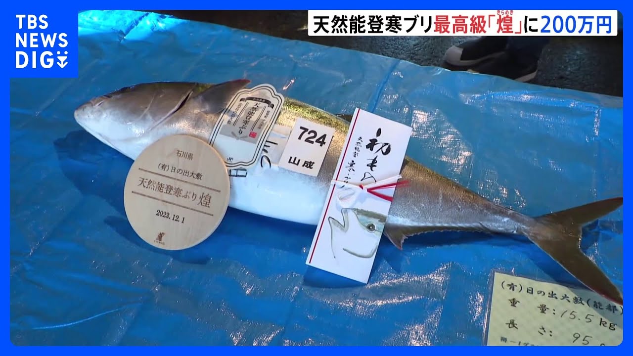 寒ブリの最高級ブランド“煌”に1本200万円の高値　石川で水揚げ｜TBS&nbsp;NEWS&nbsp;DIG
