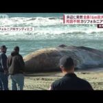 浜辺に突然“全長16m”巨大クジラ 死因不明　カリフォルニアで異変(2023年12月12日)