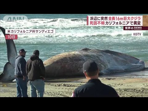 浜辺に突然“全長16m”巨大クジラ 死因不明　カリフォルニアで異変(2023年12月12日)