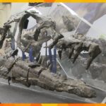 17年前に発見の化石、“海の王者”「モササウルス」の新種だった！通称は「ワカヤマソウリュウ」に