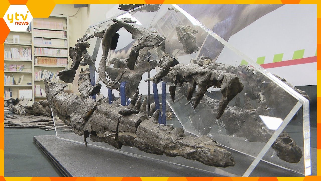 17年前に発見の化石、“海の王者”「モササウルス」の新種だった！通称は「ワカヤマソウリュウ」に