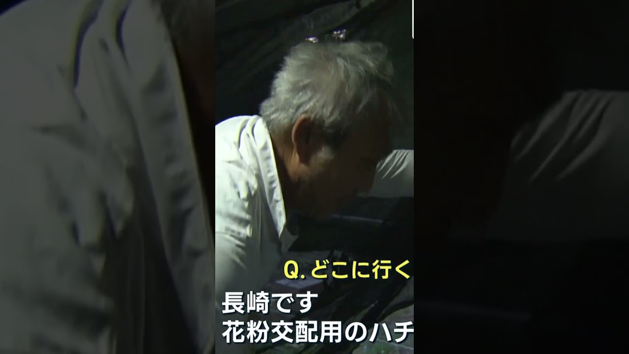 【180万匹と大移動】アインシュタインが警告した未来が目の前に!?“ミツバチ絶滅”で人類に迫る食料危機　#shorts