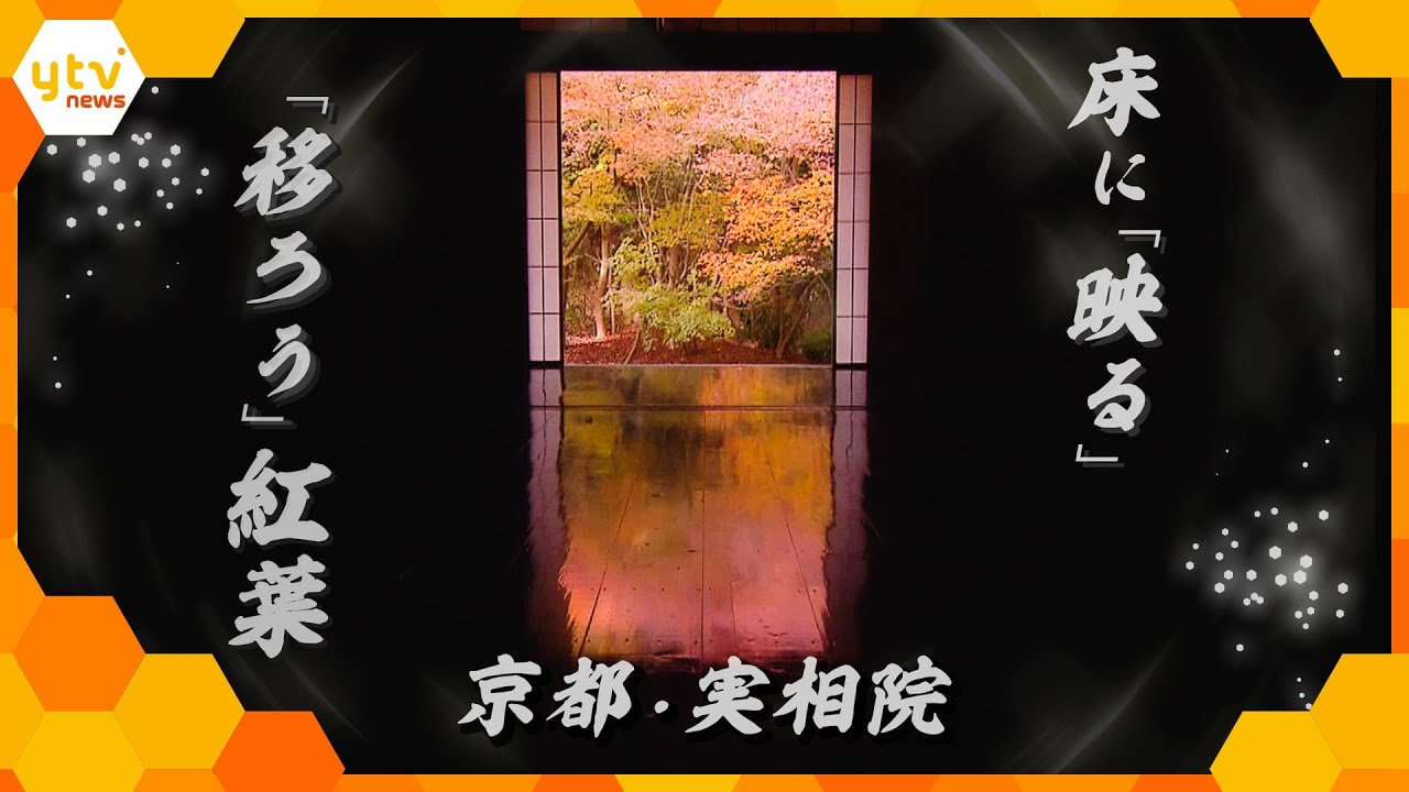 「感動だらけで最高」20年以上毎日欠かさず磨き上げた床に映る季節の移ろい　京都・実相院の「床もみじ」【かんさい情報ネット ten.特集】