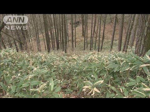 車ではねた男性を遺棄 逮捕の男「パニックに」(2023年12月13日)