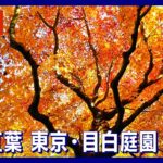 【絶景ライブ】紅葉～東京・目白庭園(2023年12月1日)