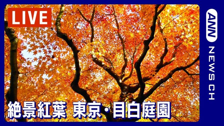 【絶景ライブ】紅葉～東京・目白庭園(2023年12月1日)