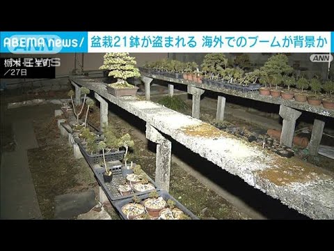 栃木 盆栽21鉢が盗まれる…海外でのブームが背景か　全国で同様被害(2023年12月27日)