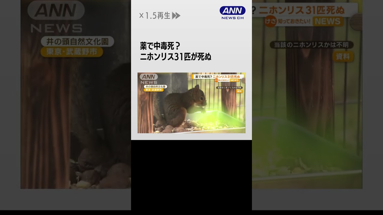 薬で中毒死？　ニホンリス31匹死ぬ　井の頭自然文化園【知っておきたい！】#shorts