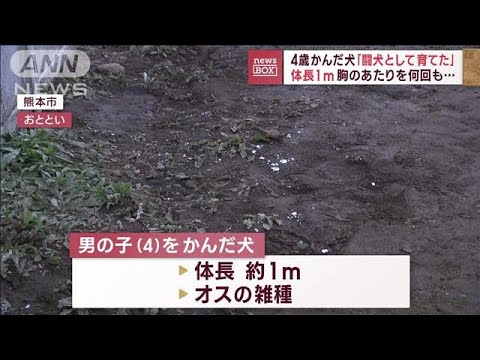 4歳かんだ犬「闘犬として育てた」 体長1m 胸のあたりを何回も…(2023年12月12日)