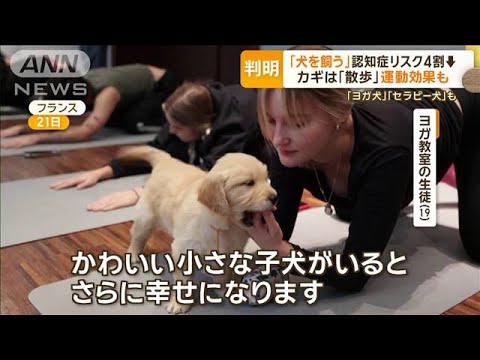 「犬を飼う」と認知症リスク4割低下　「散歩」で社会との接点増え…猫は影響なし？【グッド！モーニング】(2023年12月26日)