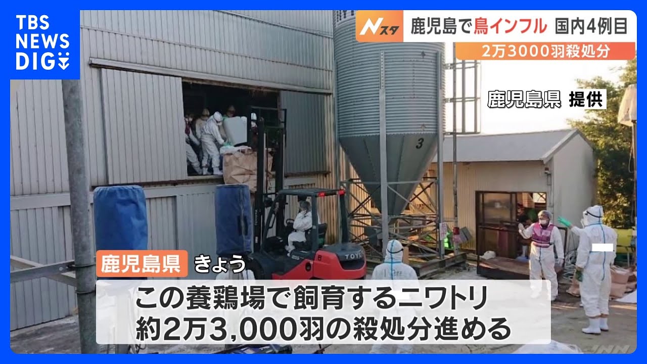 鳥インフルエンザ国内4例目　2万3000羽殺処分　鹿児島・出水市｜TBS&nbsp;NEWS&nbsp;DIG