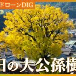 【4K】樹齢1000年超！ 高さ30mの大公孫樹（おおいちょう）【JNN 紅葉ドローンDIG 2023】| TBS NEWS DIG
