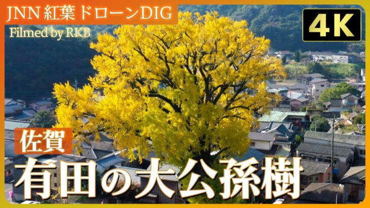 【4K】樹齢1000年超！ 高さ30mの大公孫樹（おおいちょう）【JNN 紅葉ドローンDIG 2023】| TBS NEWS DIG