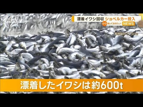 漂着イワシ約600t　ショベルカー投入も手作業つづく…年内かかっても海中にまだ500tか【知っておきたい！】(2023年12月13日)