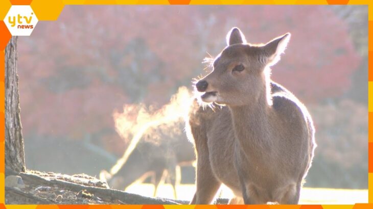 奈良ではシカの吐く息も白く、京都では初霜を観測　近畿地方は厳しい冷え込み　寒気や放射冷却の影響で