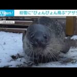 まるでゴムボール！まんまる瞳でぴょんぴょんと…　初雪でゴマフアザラシが大はしゃぎ(2023年12月1日)