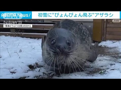 まるでゴムボール！まんまる瞳でぴょんぴょんと…　初雪でゴマフアザラシが大はしゃぎ(2023年12月1日)