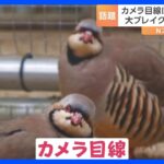 「モデルのような出で立ち」「魔王の笑い声」話題のクセが強い動物たち！｜TBS NEWS DIG