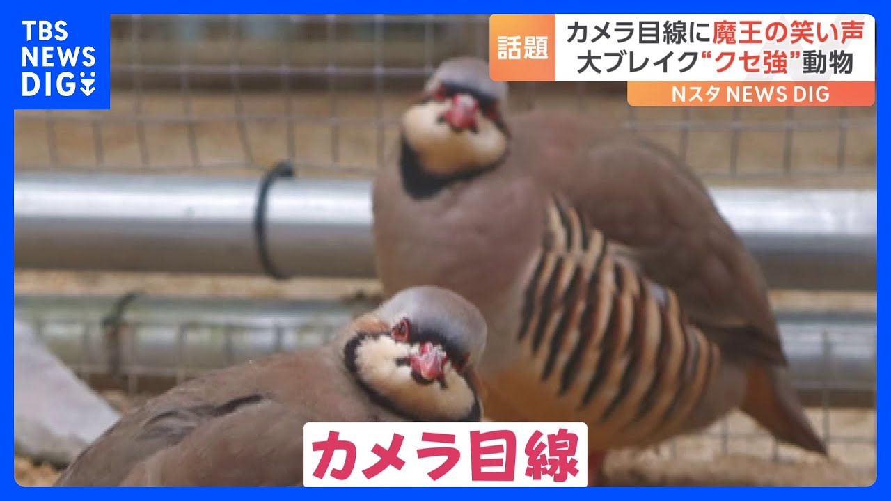 「モデルのような出で立ち」「魔王の笑い声」話題のクセが強い動物たち!|TBS NEWS DIG