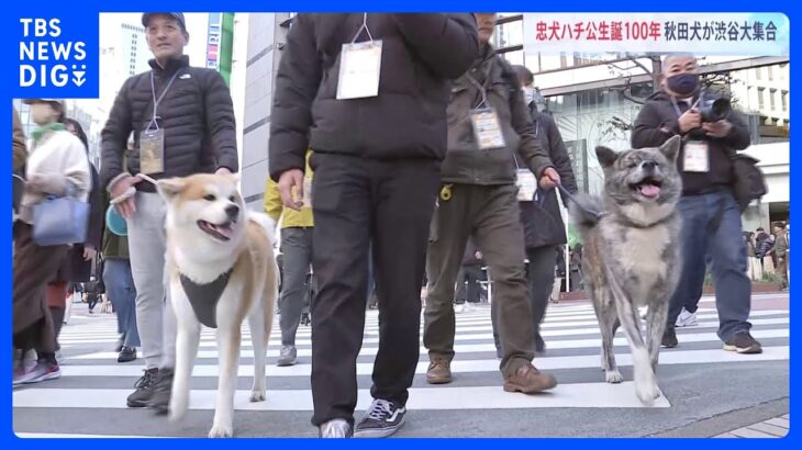 菅前総理「日本の友好推進に一役買っている」渋谷に秋田犬が大集結…約40頭が街中を行進　忠犬ハチ公生誕100年を祝う｜TBS NEWS DIG