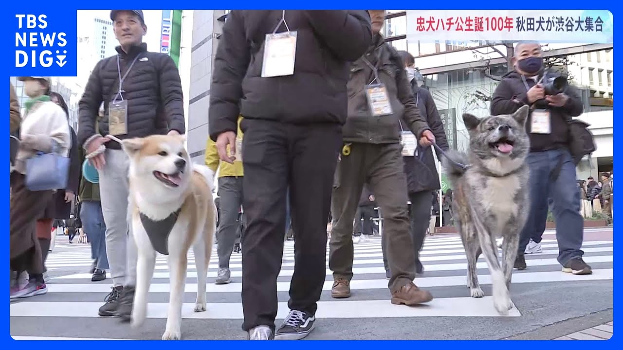 菅前総理「日本の友好推進に一役買っている」渋谷に秋田犬が大集結…約40頭が街中を行進　忠犬ハチ公生誕100年を祝う｜TBS&nbsp;NEWS&nbsp;DIG