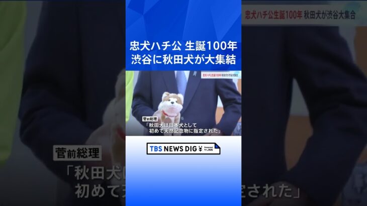 菅前総理「日本の友好推進に一役買っている」渋谷に秋田犬が大集結…約40頭が街中を行進　忠犬ハチ公生誕100年を祝う｜TBS NEWS DIG #shorts