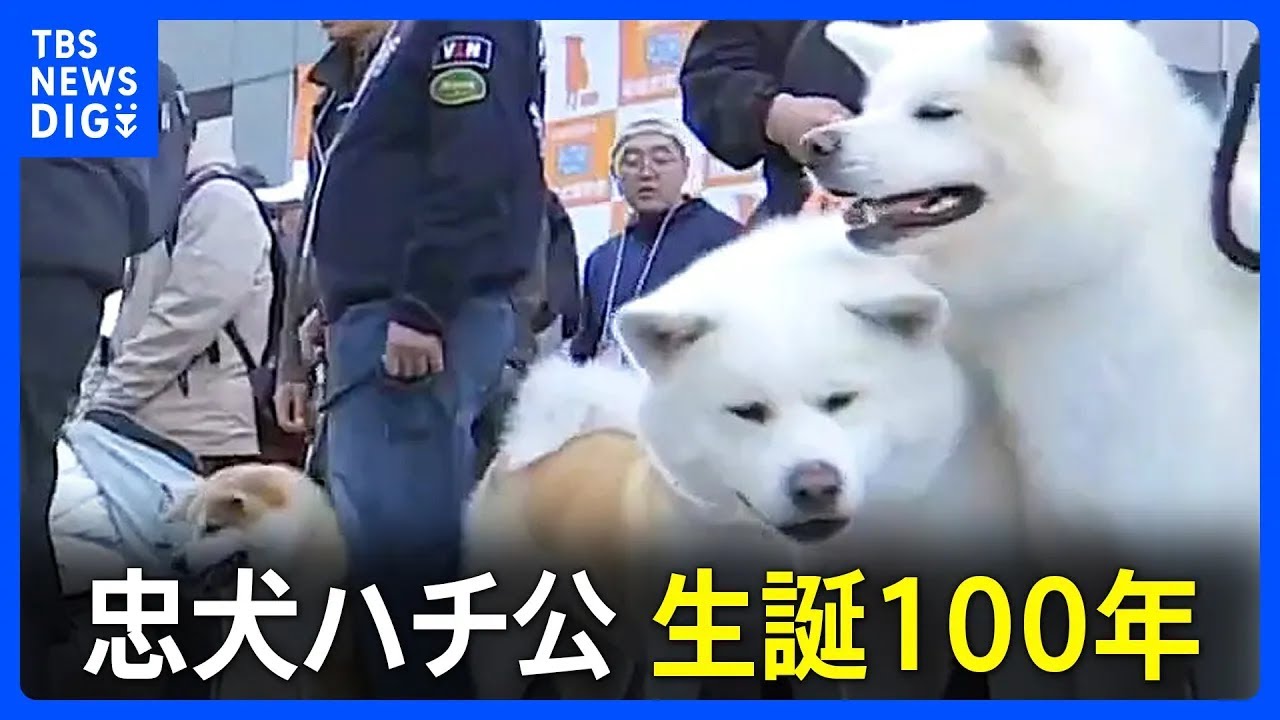菅前総理「日本の友好推進に一役買っている」渋谷に秋田犬が大集結…約40頭が街中を行進　忠犬ハチ公生誕100年を祝う｜TBS&nbsp;NEWS&nbsp;DIG
