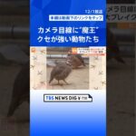 「モデルのような出で立ち」「魔王の笑い声」話題のクセが強い動物たち！ | TBS NEWS DIG #shorts