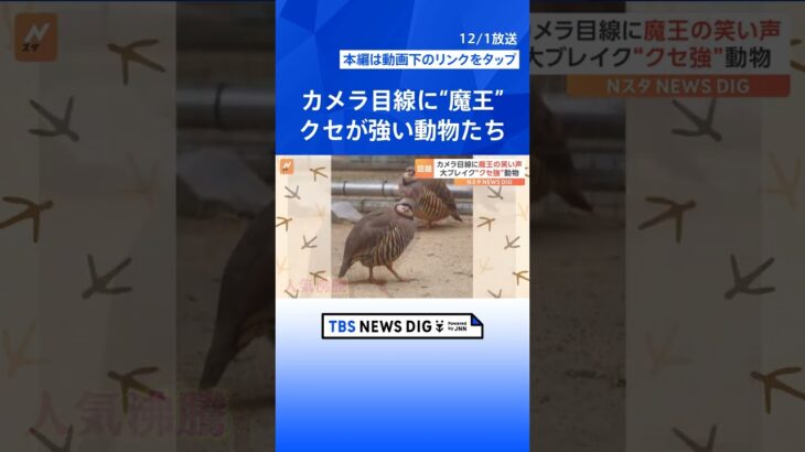 「モデルのような出で立ち」「魔王の笑い声」話題のクセが強い動物たち！ | TBS NEWS DIG #shorts