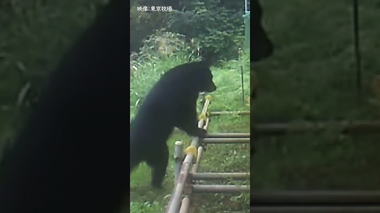 【東京クマ】鳥狙ったクマが当たったのは…都心に迫るクマ　#shorts #クマ #動物 #アーバンベア #アーバン・ベア