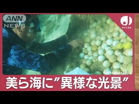 “美ら海”底に大量のゴルフボール　“異様な光景”ダイバーたちが対策に乗り出す(2023年12月4日)