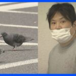 「人間の道路なので、逃げるのはハトの方だ」ハトの群れに時速60キロのタクシーで突っ込み…1羽殺した疑いで運転手逮捕　西新宿｜TBS NEWS DIG