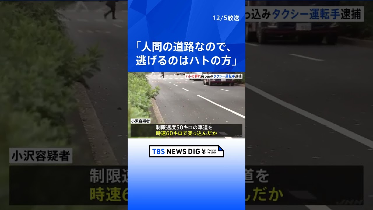 「人間の道路なので、逃げるのはハトの方だ」ハトの群れに時速60キロのタクシーで突っ込み…1羽殺した疑いで運転手逮捕　西新宿｜TBS NEWS DIG#shorts