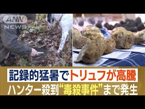 猛暑でトリュフ高騰　一攫千金狙いハンター急増　“相棒”トリュフ犬“毒殺”事件も…(2023年12月5日)