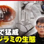 【世界で猛威】”トコジラミ”日本でも急増の懸念「殺虫剤への耐性も」「トラウマになる痒さ」｜ABEMA的ニュースショー