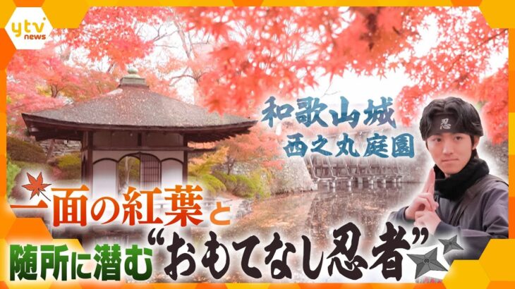 国の名勝にも指定されている、通称「紅葉渓庭園」　お堀と紅葉の見事なコラボレーションや、思わず息をのむライトアップを堪能　和歌山城・西之丸庭園【かんさい情報ネット ten.特集】