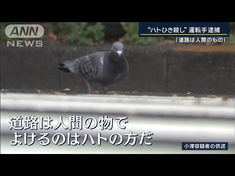 “ハトひき殺し”タクシー運転手が逮捕『鳥獣保護管理法』とは？意外な“落とし穴”も(2023年12月5日)