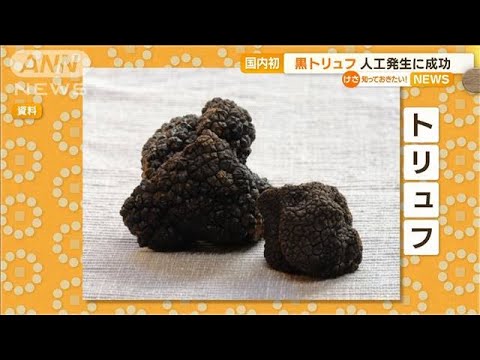 国内初“黒トリュフ”の人工発生に成功【知っておきたい！】(2023年12月6日)